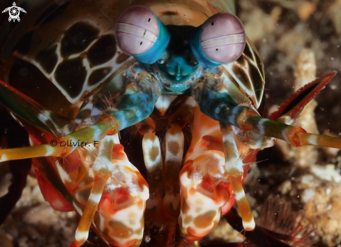 A Peacock mantis shrimp