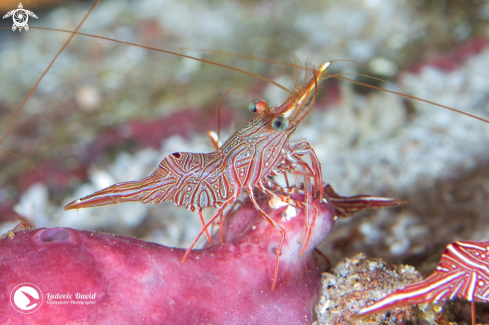 A Bruce's Hinge-Beak Shrimp