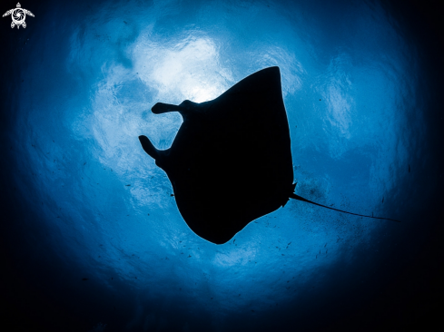 A Manta Ray