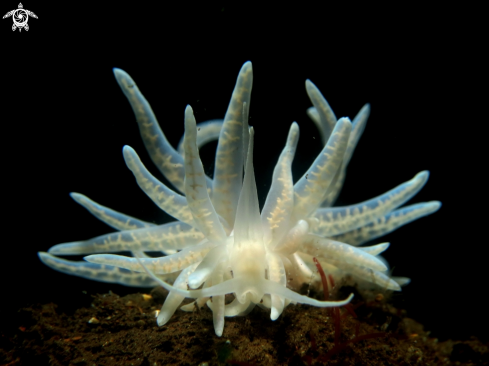 A Phyllodesmium