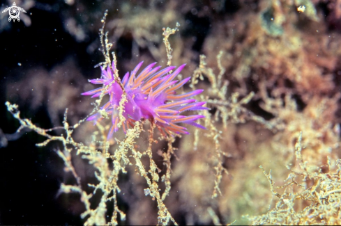 A Flabellina Affinis | Flabellina