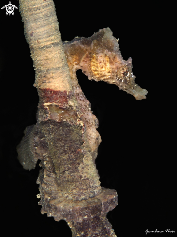 A Seahorse