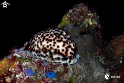 A Cypraea tigris | Tiger Cowrie