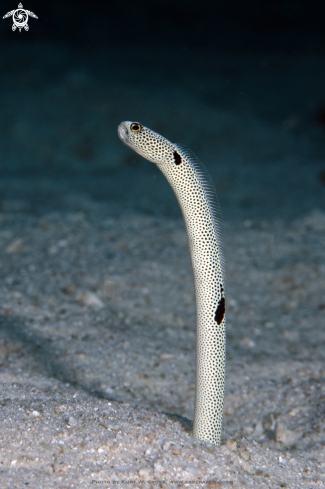 A Spotted Garden Eel