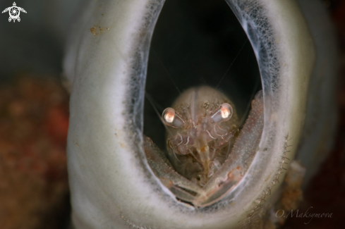 A Commensal Sponge Shrimp (Thaumastocaris streptopus)