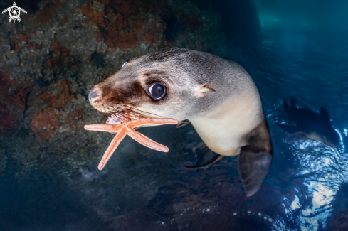 A California Sea Lion