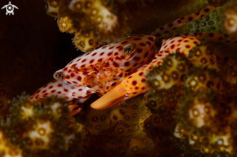 A cangrejo del coral
