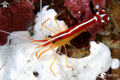 A Lysmata amboinensis | White-Banded Cleaner Shrimp