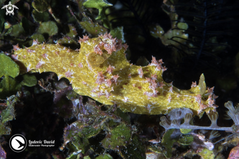 A Thorny Devil Miamira Nudibranch