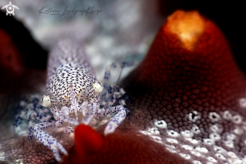 A Zenopontonia noverca | Rounded Sea Star Shrimp