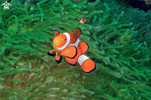 A anemone fish