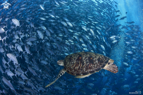 A Sea turtle