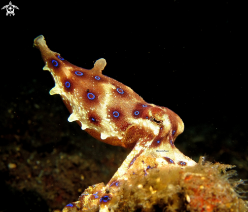 A Blue Ring Octopus