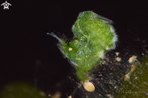 A Little Green Shrimp (Phycocaris sp.)