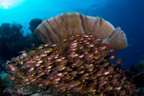 A Parapriacanthus ransonneti | Glassfish