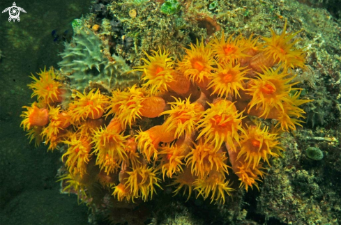 A soft corals