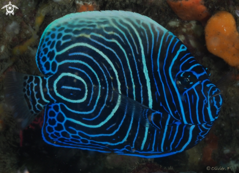 A Emperor angelfish juvenile 