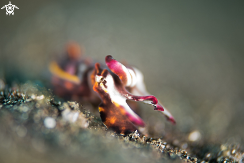 A Flamboyant Cuttelfish