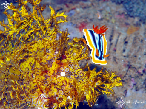 A Rhinopia - Chromodoris Nudibranch