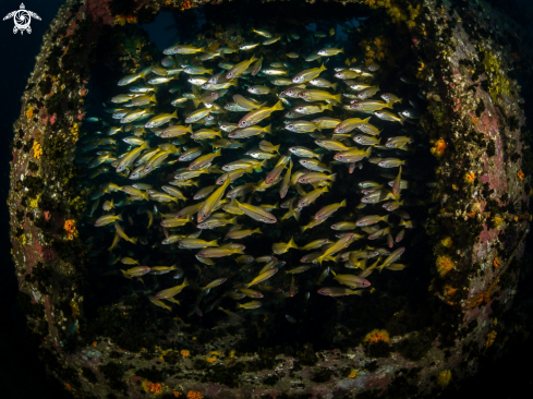 A Lutjanus lutjanus | Big Eye Snapper