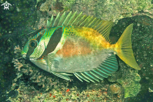 A reef fish