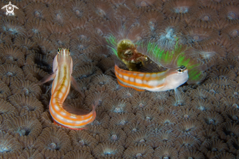 A Ecsenius bathi | Bath's Coralblenny