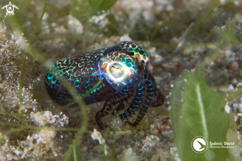 A Euprymna berryi | Berry's Bobtail Squid