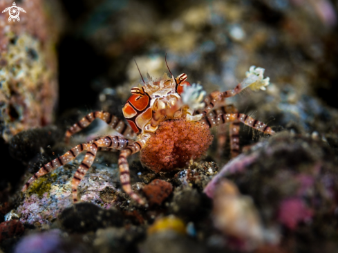 A Lybia tessellata | Pom Pom Crab