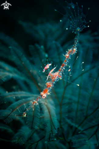 A Solenostomus paradoxus | GHOST PIPEFISH