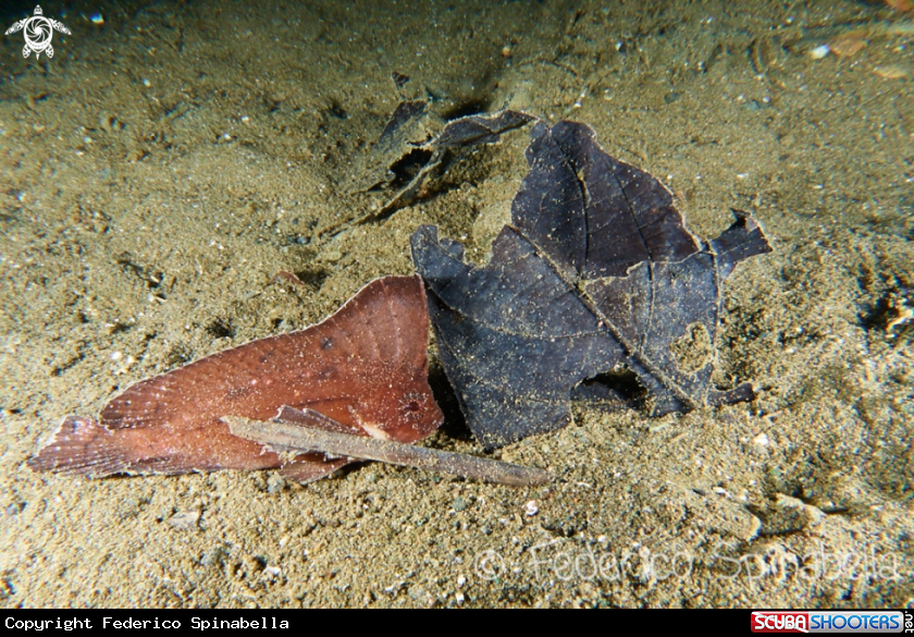 A Leaf scorpionfish
