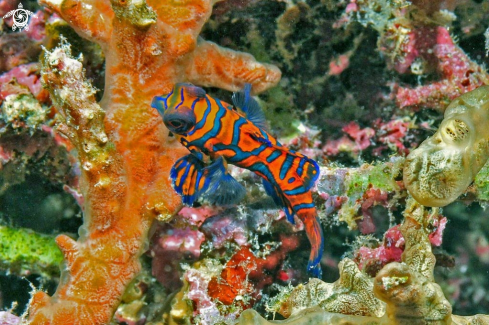 A mandarin fish