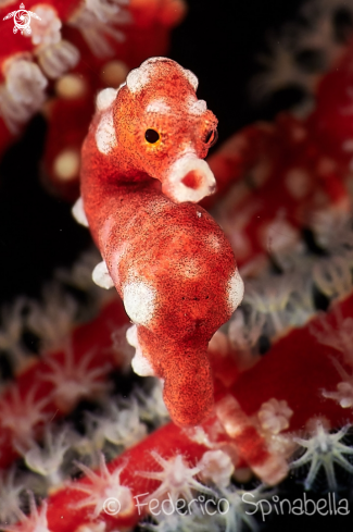 A Pigmy seahorse