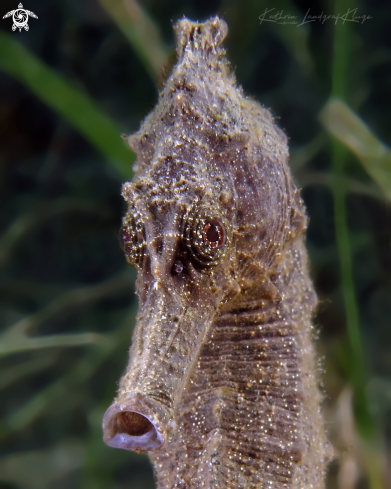 A Hippocampus kuda | Seahorse