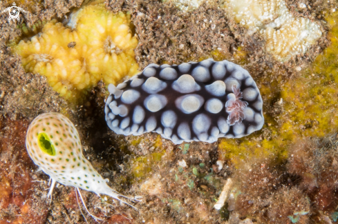 A Dendrodoris carbunculosa (Juvenile) | Lumpy Dendrodoris