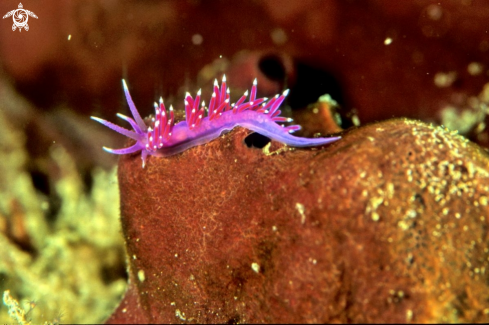 A Flabellina