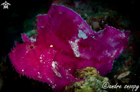 A Leafy Scorpionfish