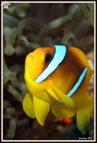 A anemone fish