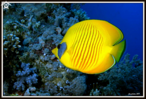 A masked butterflyfish