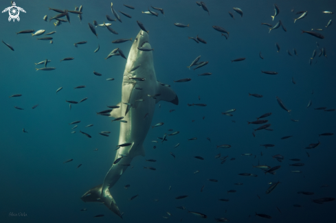 A Carcharodon carcharias | Great White Shark