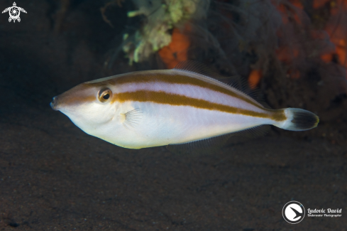 A Rhino Filefish