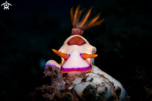 A Hypselodoris iba. | NUDIBRANCH