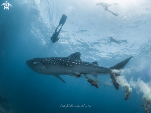 A Whale Shark