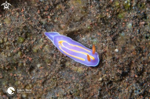 A Three Banded Mexichromis