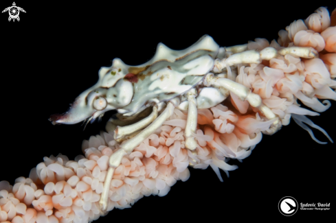 A Wire Coral Crab