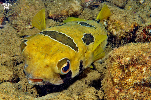 A puffer fish