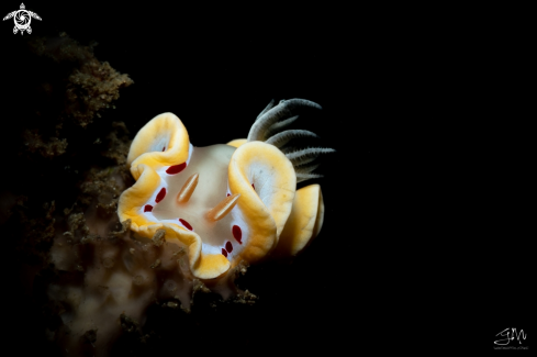 A Ardeadoris cruenta  | Nudibranch