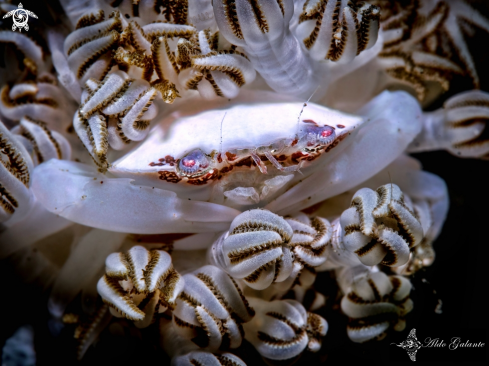 A Caphyra loevis (A. Milne-Edwards, 1869) | Xenia swimming crab