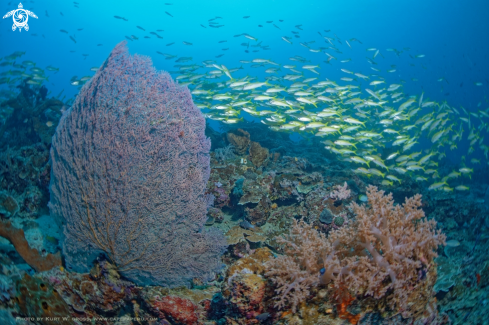 A Lutjanus lutjanus | Bigeye Snapper