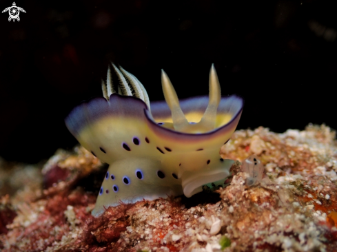 A Chromodoris kuniei