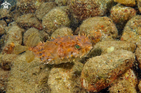 A puffer fish